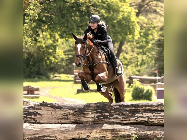 Hongaars sportpaard Merrie 8 Jaar 168 cm Vos in Neuburg an der Donau