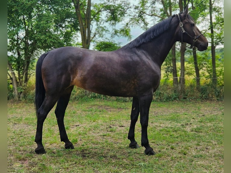 Hongaars sportpaard Mix Merrie 8 Jaar 169 cm Donkerbruin in Békés