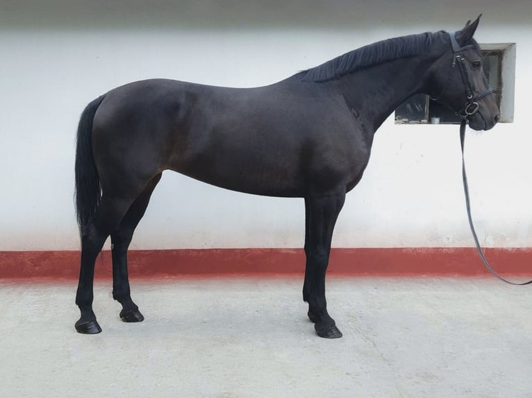 Hongaars sportpaard Mix Merrie 8 Jaar 169 cm Donkerbruin in Békés