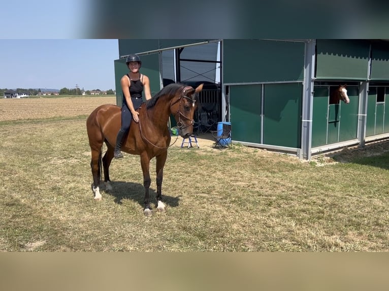 Hongaars sportpaard Merrie 8 Jaar 172 cm Bruin in Ranshofen