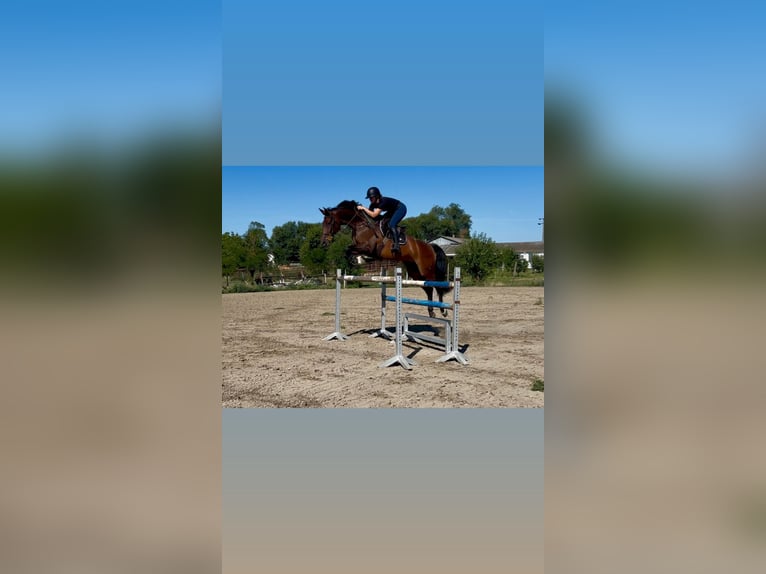 Hongaars sportpaard Merrie 8 Jaar 173 cm Bruin in BorstelBorstel