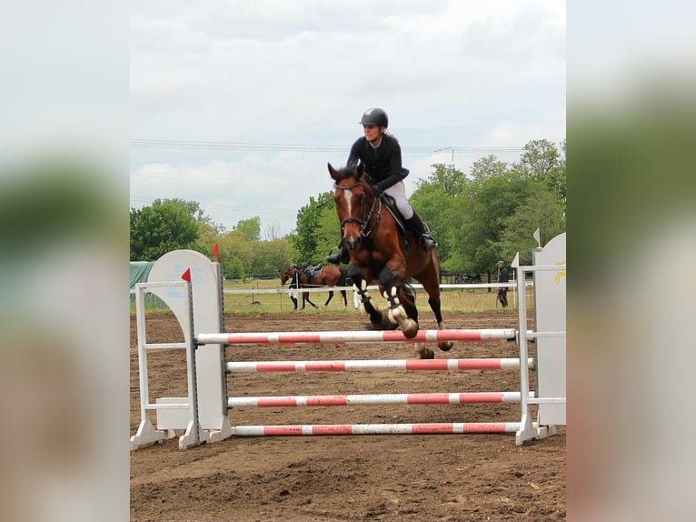 Hongaars sportpaard Merrie 8 Jaar 185 cm Roodbruin in Zákányszék