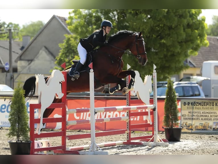 Hongaars sportpaard Merrie 8 Jaar 185 cm Roodbruin in Zákányszék