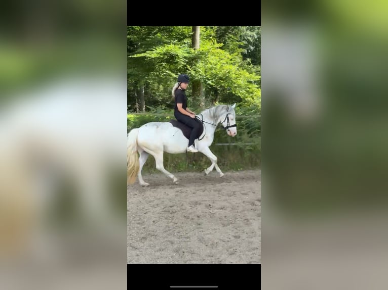 Hongaars sportpaard Merrie 9 Jaar 135 cm Gevlekt-paard in Straelen