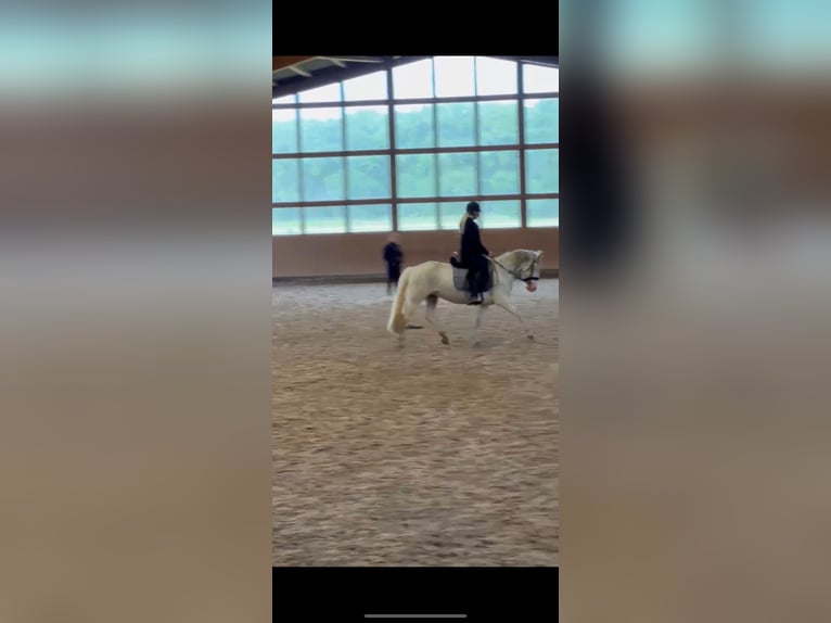 Hongaars sportpaard Merrie 9 Jaar 135 cm Gevlekt-paard in Straelen