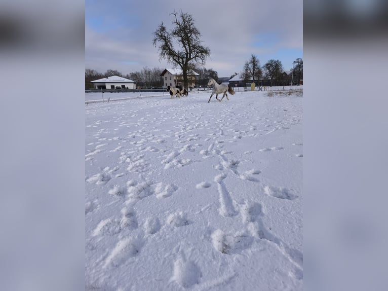 Hongaars sportpaard Mix Merrie 9 Jaar 150 cm Appelschimmel in Schärding Vorstadt