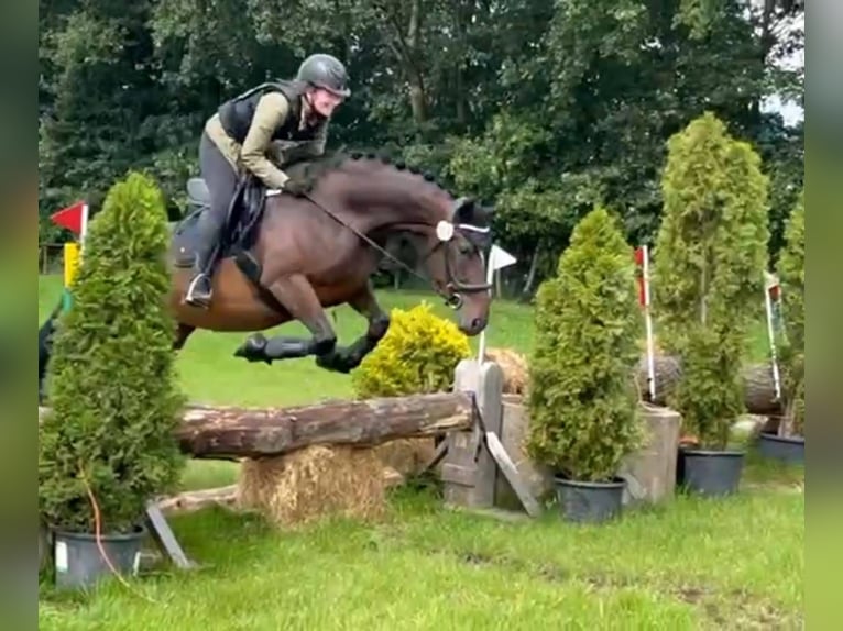 Hongaars sportpaard Merrie 9 Jaar 160 cm Donkerbruin in Zwolle