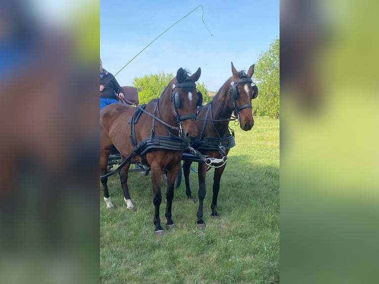 Hongaars sportpaard Merrie 9 Jaar 160 cm Roodbruin in Tass