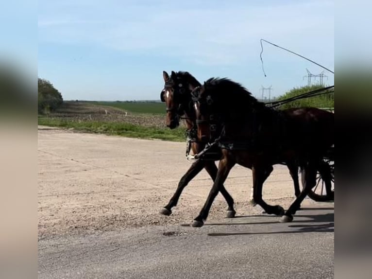 Hongaars sportpaard Merrie 9 Jaar 160 cm Roodbruin in Tass