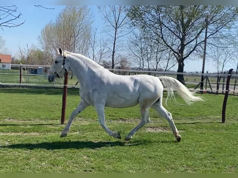 Hongaars sportpaard Merrie 9 Jaar 160 cm Wit in Tass