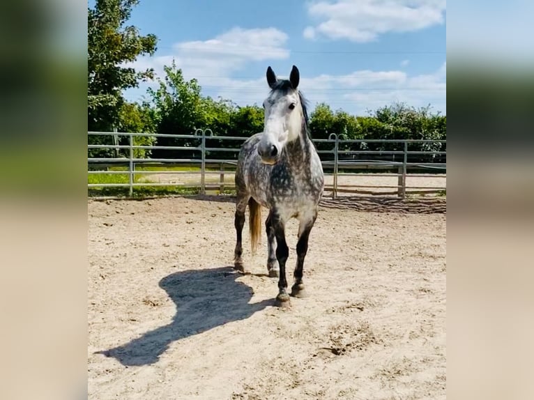 Hongaars sportpaard Mix Merrie 9 Jaar 163 cm Appelschimmel in Langerwehe