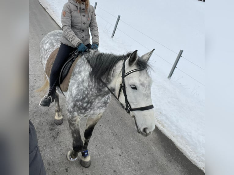 Hongaars sportpaard Mix Merrie 9 Jaar 163 cm Appelschimmel in Langerwehe