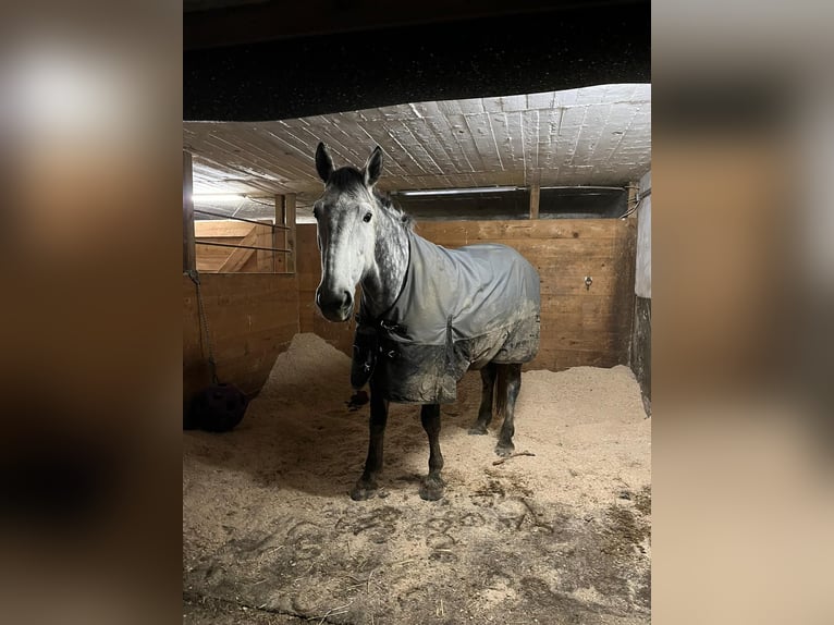 Hongaars sportpaard Mix Merrie 9 Jaar 163 cm Appelschimmel in Langerwehe