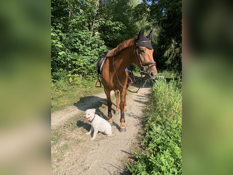Hongaars sportpaard Merrie 9 Jaar 163 cm Vos in Wiener Neustadt