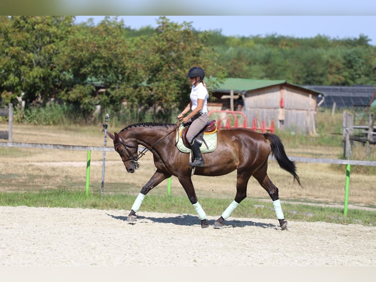 Hongaars sportpaard Merrie 9 Jaar 164 cm Donkerbruin in Gönyű