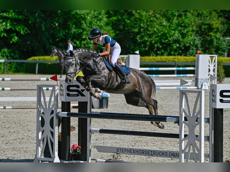 Hongaars sportpaard Merrie 9 Jaar 164 cm Schimmel in Kaposv&#xE1;r