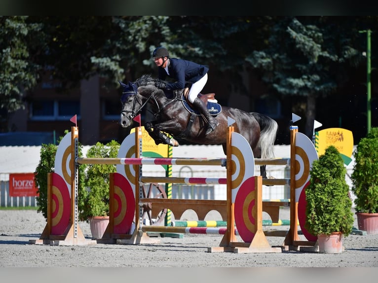 Hongaars sportpaard Merrie 9 Jaar 164 cm Schimmel in Kaposv&#xE1;r