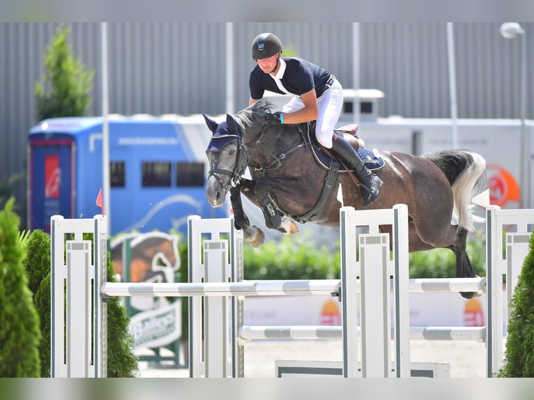 Hongaars sportpaard Merrie 9 Jaar 164 cm Schimmel in Kaposv&#xE1;r