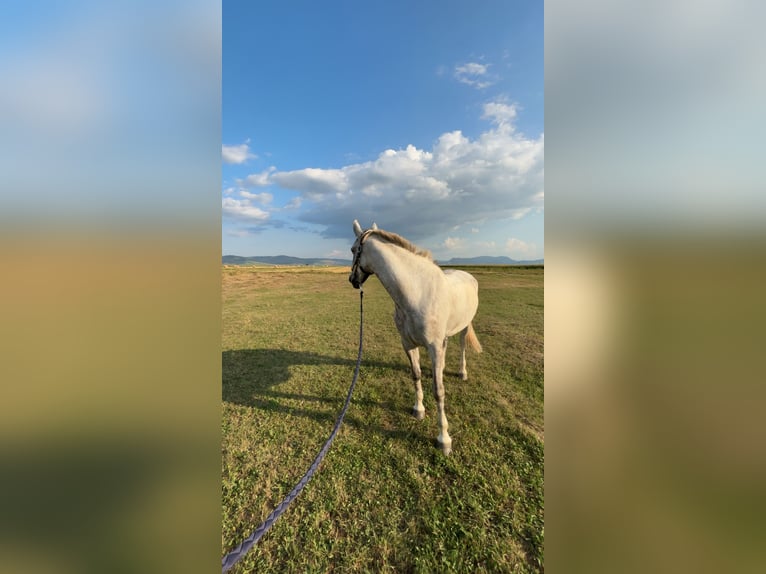 Hongaars sportpaard Mix Merrie 9 Jaar 165 cm Schimmel in Ghelinţa
