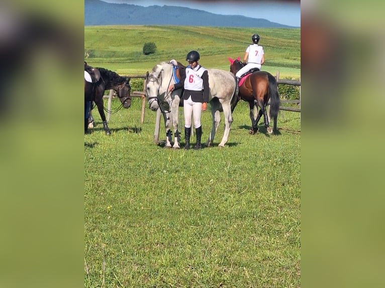 Hongaars sportpaard Mix Merrie 9 Jaar 165 cm Schimmel in Ghelinţa