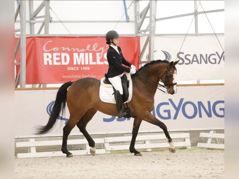 Hongaars sportpaard Merrie 9 Jaar 166 cm Roodbruin in Eger