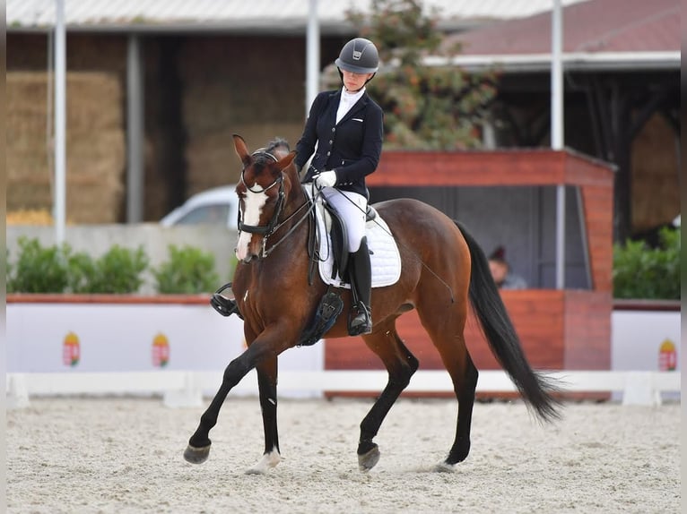 Hongaars sportpaard Merrie 9 Jaar 166 cm Roodbruin in Eger