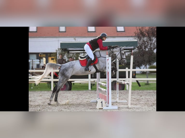 Hongaars sportpaard Merrie 9 Jaar 169 cm Schimmel in Bekes