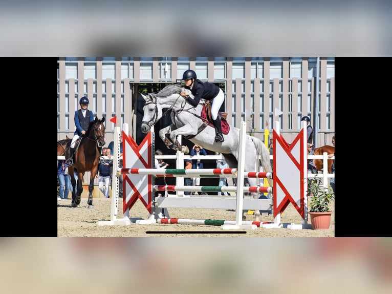 Hongaars sportpaard Merrie 9 Jaar 169 cm Schimmel in Bekes