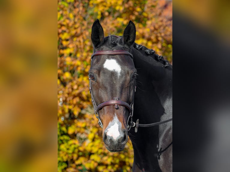 Hongaars sportpaard Merrie 9 Jaar 170 cm Donkerbruin in Bag