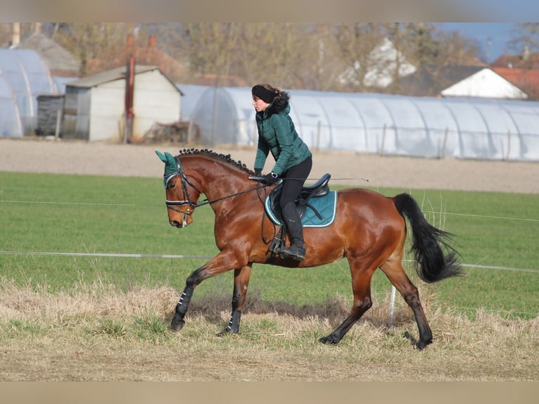 Hongaars sportpaard Mix Merrie 9 Jaar 170 cm Roodbruin in Pér