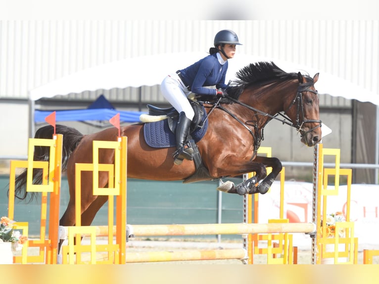 Hongaars sportpaard Merrie 9 Jaar 174 cm Lichtbruin in Kecskem&#xE9;t