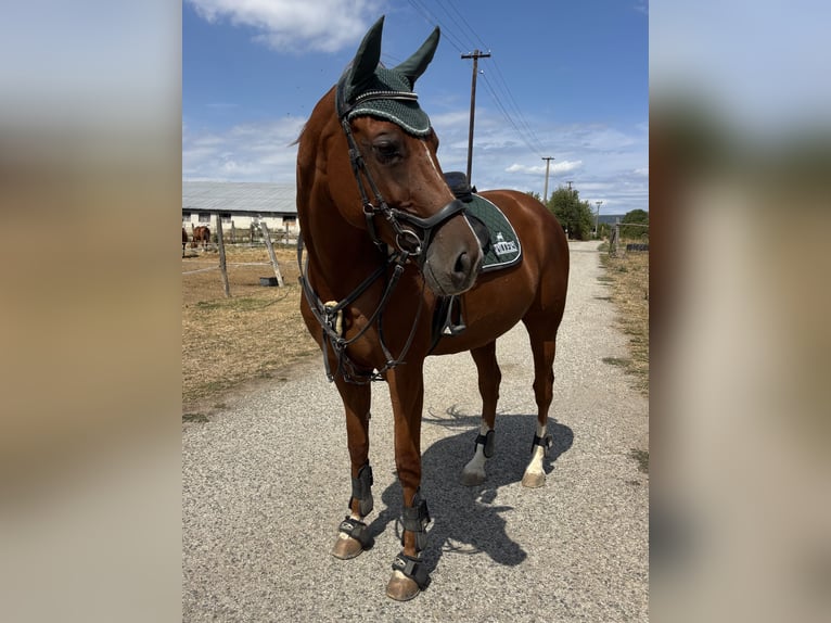 Hongaars sportpaard Merrie 9 Jaar 174 cm  in San Luis Obispo