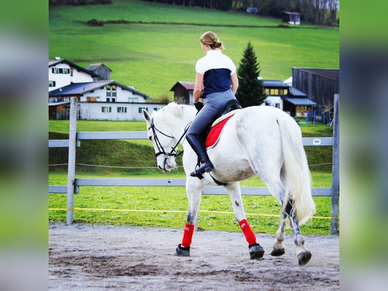 Hongaars sportpaard Merrie 9 Jaar 177 cm Appelschimmel in Au