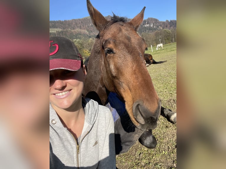 Hongaars sportpaard Merrie 9 Jaar 183 cm Bruin in Kirchberg in Tirol