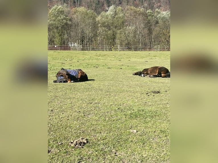 Hongaars sportpaard Merrie 9 Jaar 183 cm Bruin in Kirchberg in Tirol