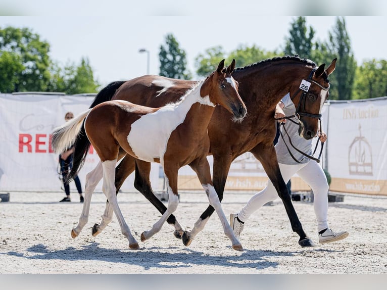 Hongaars sportpaard Merrie Veulen (04/2026) 135 cm Tobiano-alle-kleuren in Sárbogárd