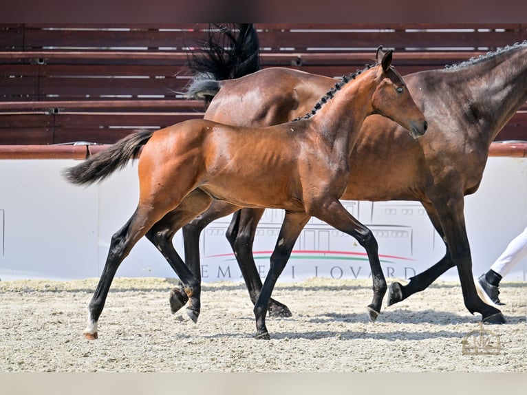 Hongaars sportpaard Merrie Veulen (04/2025) Roodbruin in S&#xFA;r