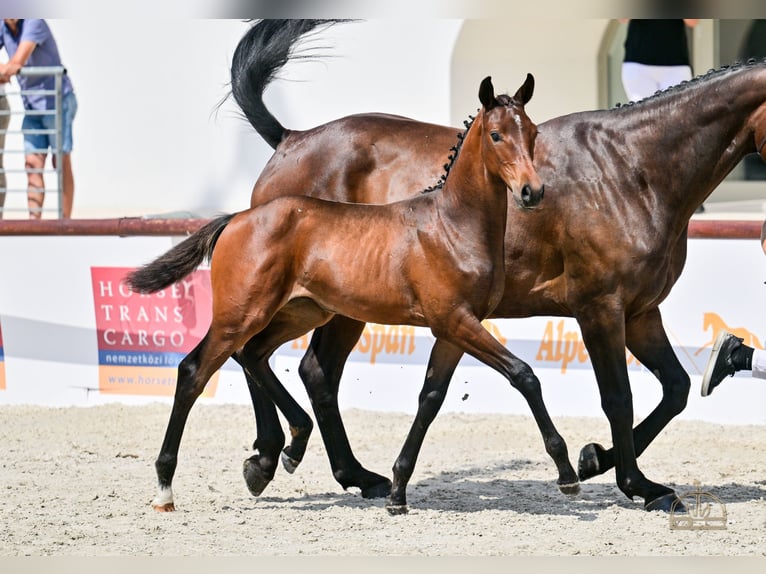 Hongaars sportpaard Merrie Veulen (04/2025) Roodbruin in S&#xFA;r