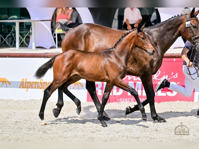 Hongaars sportpaard Merrie Veulen (04/2025) Roodbruin in S&#xFA;r