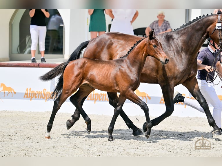 Hongaars sportpaard Merrie Veulen (04/2025) Roodbruin in S&#xFA;r