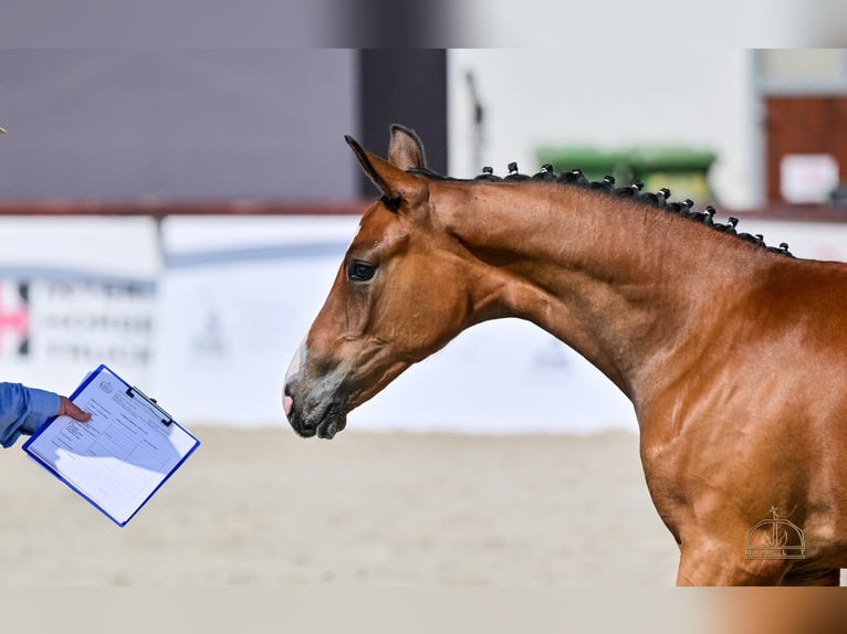 Hongaars sportpaard Merrie Veulen (05/2025) Roodbruin in Karcag