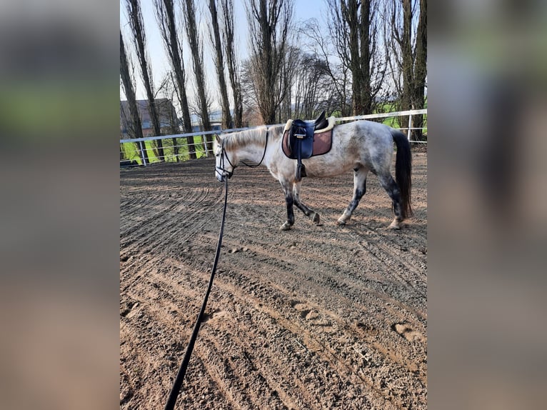 Hongaars sportpaard Ruin 10 Jaar 150 cm Schimmel in Wensin