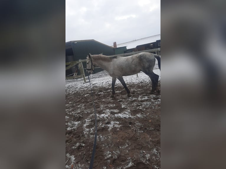 Hongaars sportpaard Ruin 10 Jaar 150 cm Schimmel in Wensin