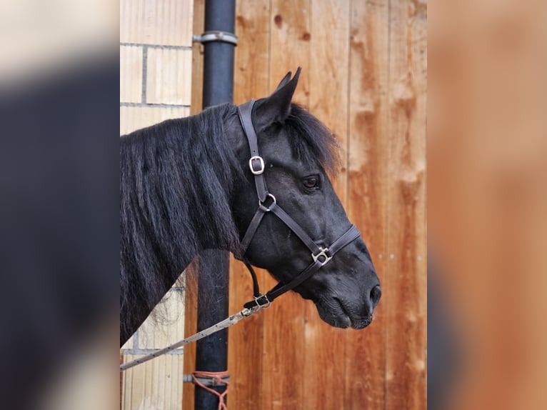 Hongaars sportpaard Ruin 10 Jaar 153 cm Zwart in Erlenbach im Simmental