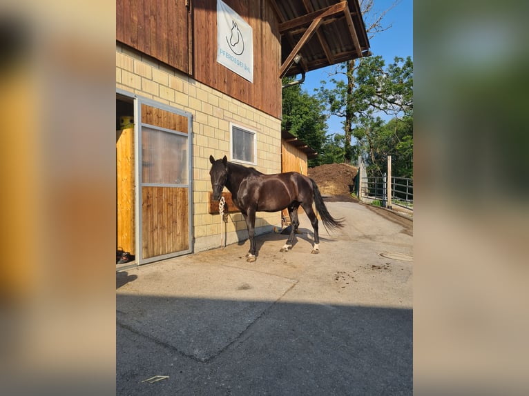 Hongaars sportpaard Ruin 10 Jaar 153 cm Zwart in Erlenbach im Simmental