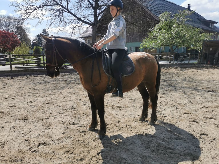 Hongaars sportpaard Mix Ruin 10 Jaar 157 cm Donkerbruin in Salzburg