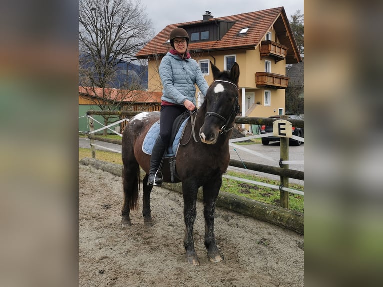 Hongaars sportpaard Mix Ruin 10 Jaar 157 cm Donkerbruin in Salzburg