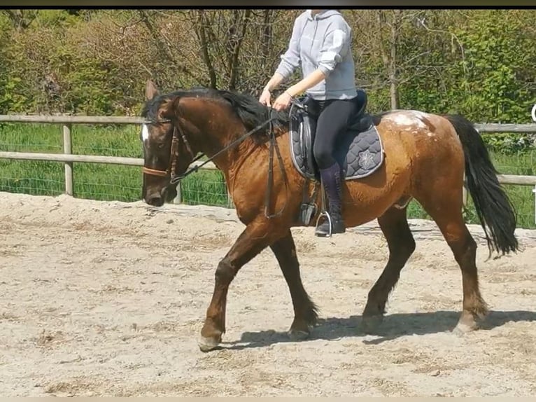 Hongaars sportpaard Mix Ruin 10 Jaar 157 cm Donkerbruin in Salzburg