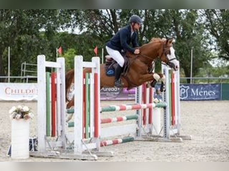 Hongaars sportpaard Ruin 10 Jaar 160 cm Roodbruin in Sződ