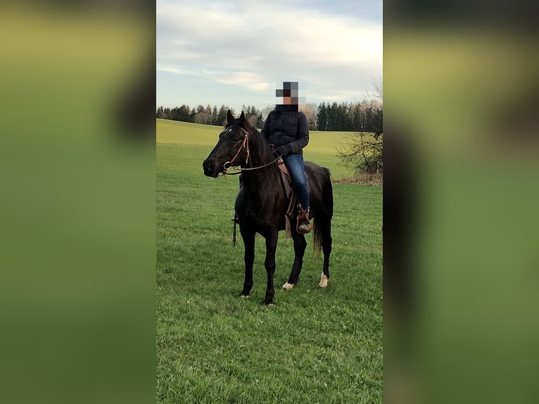 Hongaars sportpaard Ruin 10 Jaar 160 cm Zwart in Altusried